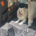 Sandy Paws™ Hard-Base Dog Back Seat Protector — Waterproof & Non-Slip